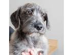 Adopt Ravi D16330 a Terrier