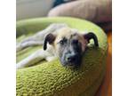 Adopt Beauty D16146 a German Shepherd Dog