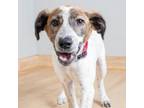 Adopt Celeste D16329 a Terrier