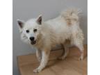 Adopt Reba D16142 a American Eskimo Dog