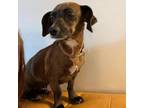 Adopt Lou D16369 a Dachshund