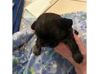 Shih Tzu Puppy for sale in Henderson, NV, USA