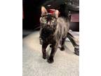 Adopt Pele - Barn Cat a Domestic Shorthair / Mixed cat in Richmond