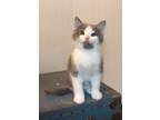 Adopt Lollie a Domestic Short Hair