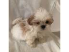 Shih Tzu Puppy for sale in Rochester, MI, USA