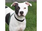 Adopt LOXLEY a Pit Bull Terrier, Mixed Breed