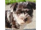 Schnauzer (Miniature) Puppy for sale in Argos, IN, USA