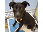 Adopt FRIDAY a Labrador Retriever