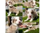 Australian Shepherd Puppy for sale in Newport Beach, CA, USA