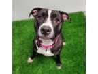 Adopt Edalyn a Pit Bull Terrier