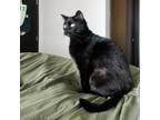 Adopt Piper a Domestic Short Hair