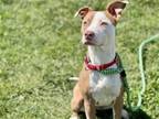 Adopt SUGA a Pit Bull Terrier