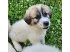 Adopt Darby a Great Pyrenees