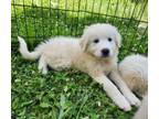 Adopt Jennie Lou a Great Pyrenees