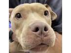 Adopt Dazzle a Pit Bull Terrier