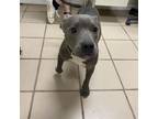 Adopt Razzle a Pit Bull Terrier