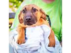 Adopt Chocoberry a Black Mouth Cur, Shepherd