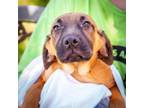 Adopt Tree Trunks a Black Mouth Cur, Shepherd