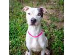Adopt Xena a American Staffordshire Terrier