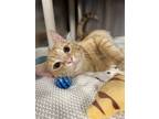 Adopt Jigsaw Puzzle a Domestic Shorthair / Mixed cat in Richmond, VA (41449223)