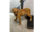 Adopt 55915257 a Terrier, Mixed Breed
