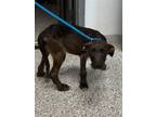 Adopt 55915247 a Terrier, Mixed Breed