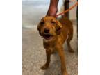 Adopt Sunshine a Terrier, Mixed Breed