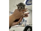 Adopt Ivy a Domestic Short Hair