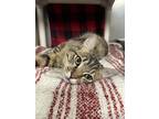 Adopt Heat Wave a Domestic Shorthair / Mixed cat in Richmond, VA (41449222)