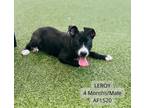 Adopt Leroy a Pit Bull Terrier, Mixed Breed