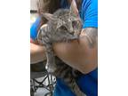 Adopt BELLA a Domestic Short Hair