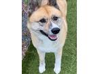 Adopt NAKITA a Akita