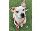 Adopt QUESO a Pit Bull Terrier, Mixed Breed