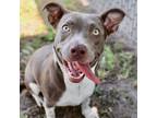 Adopt A486447 a Pit Bull Terrier, Mixed Breed