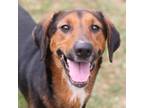 Adopt A486618 a Treeing Walker Coonhound, Mixed Breed