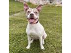 Adopt Tiara--In Foster a Pit Bull Terrier