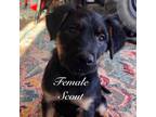 Adopt Scout a German Wirehaired Pointer, Mixed Breed