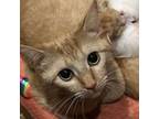 Adopt Dreamcicle a Domestic Short Hair