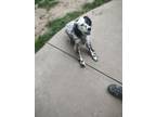 Adopt Betty a English Setter