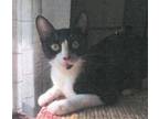 Adopt Lucy a Domestic Short Hair