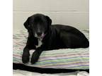 Adopt Nova a Labrador Retriever