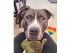 Adopt Aida a Pit Bull Terrier, Mixed Breed