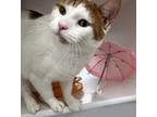 Adopt Beauty a Domestic Short Hair