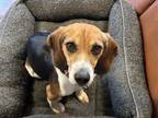 Adopt Mia a Beagle