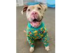 Adopt Maggie the Meatball Lonestar a Pit Bull Terrier