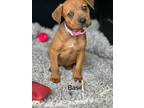 Adopt Basil a German Shepherd Dog