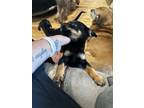 Adopt Juniper a German Shepherd Dog, Rottweiler
