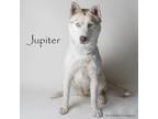 Adopt Jupiter a Husky, Mixed Breed