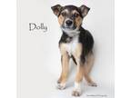 Adopt Dolly a Mixed Breed