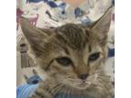 Adopt Baylee a Domestic Short Hair